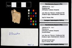 Foto (Objekt + Etikett) von Pithonoton sp.  (NHMW-GEO-1990-0041-4778)